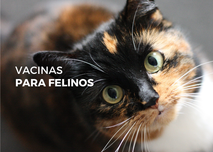 Vacinas para felinos