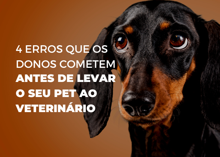 3 erros que os donos cometem antes de levar o seu pet ao veterinário